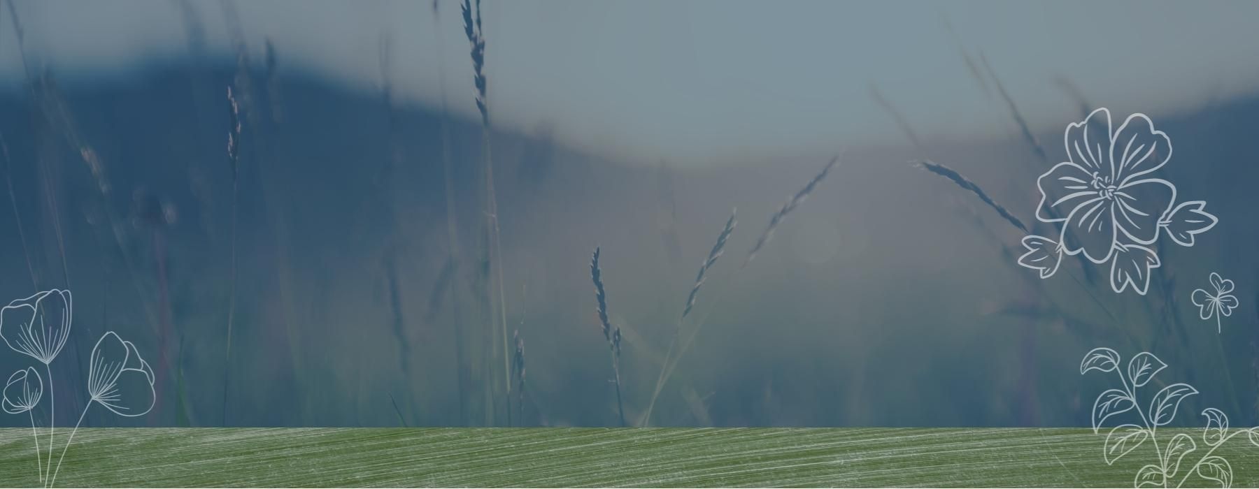 a field with the sun in the background